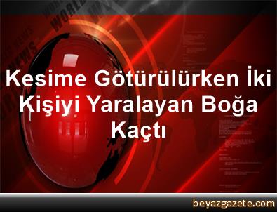 Kesime götürülürken iki kişiyi yaralayan boğa kaçtı Kesime götürülürken iki kişiyi yaralayan boğa kaçtı
