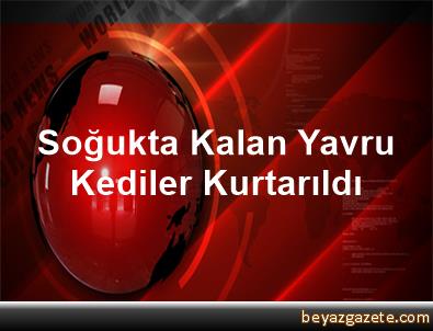 Soğukta kalan anne kedi ve 5 yavrusu kurtarıldı Soğukta kalan anne kedi ve 5 yavrusu kurtarıldı