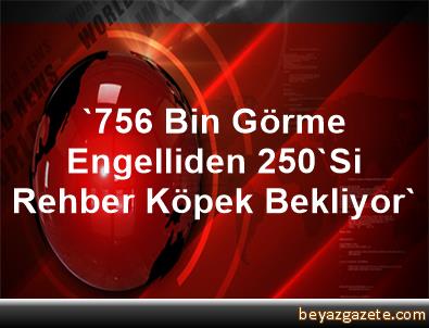 '756 Bin Görme Engelliden 250'Si Rehber Köpek Bekliyor'
